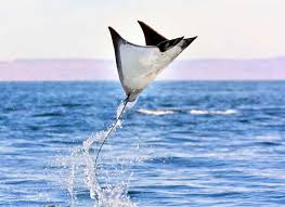 NM2003NM's tweet photo. @memeland I want some creatures jumping over the water next to #memeland https://t.co/MvJKNS2O5j