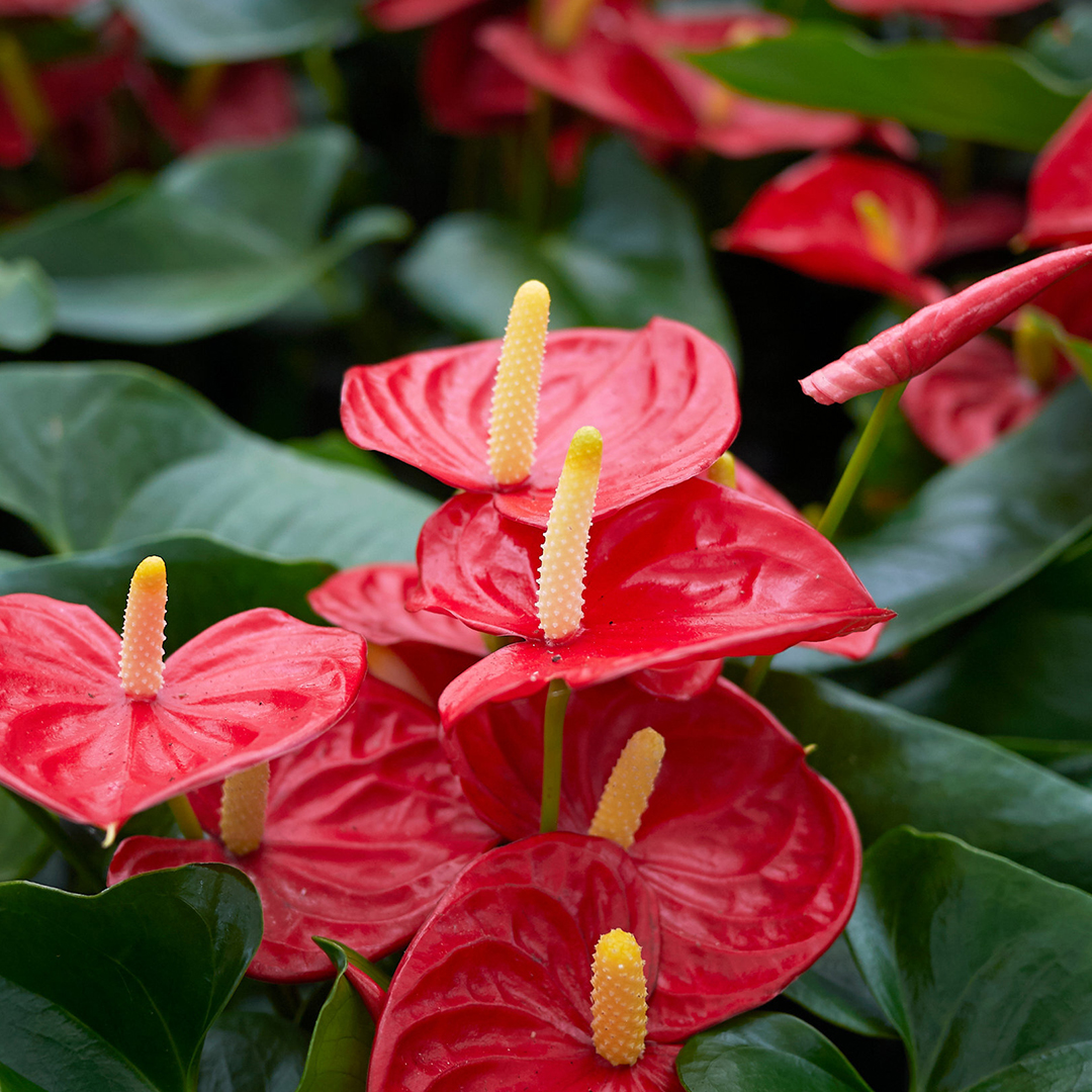 58tv みなさんおはようございます 今日もよろしくお願いしますっ アンスリウムの花言葉 情熱 印象深い です 熱帯ならではの鮮やかな色と 個性的な形の南国の花ですね 沖縄 T Co Dxhrprgctq Twitter 58tv みなさんおはようございます 今日もよろしくお願いしますっ アンスリウムの花言葉 情熱 印象深い です 熱帯ならではの鮮やかな色と 個性的な形の南国の花ですね 沖縄 T Co Dxhrprgctq Twitter