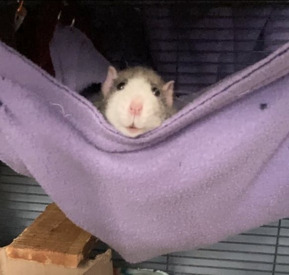 EmergencyRats's tweet photo. Bucky and Wally and Bucky 2021 https://t.co/vF9NFRZBaE