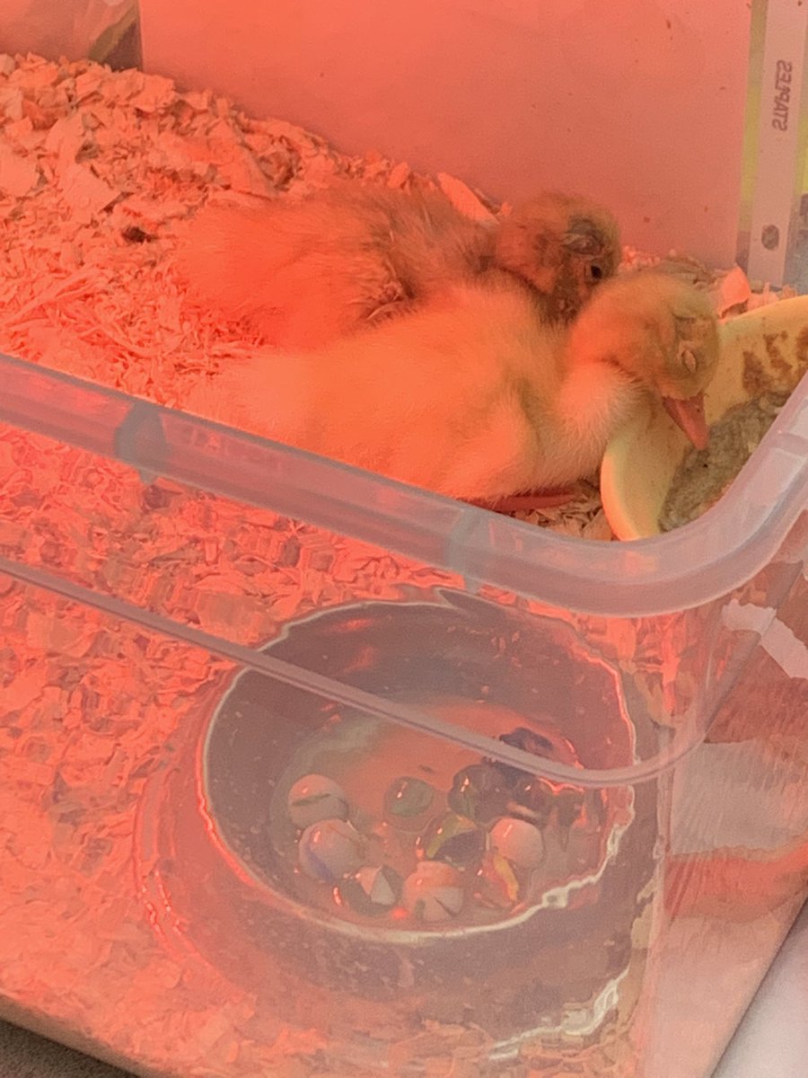 Another duckling in K-1.Welcome Warrior! You fought hard! So glad you joined Charlie for some snuggles!!#WeAreRamily <a href="/RikerHillRams/">Riker Hill Elementary School</a> <a href="/DoctorGemellaro/">Dorian Gemellaro</a>