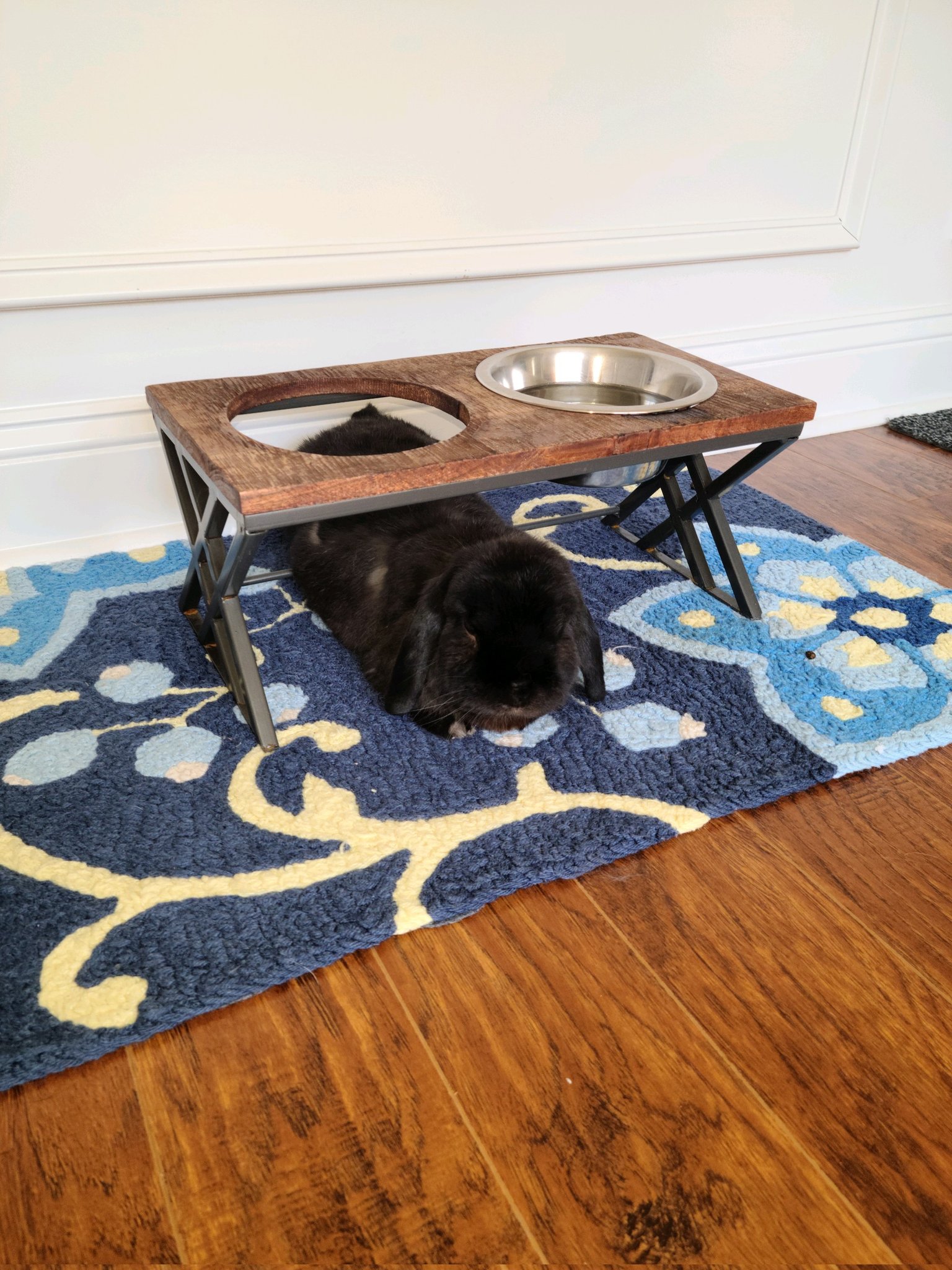 Adoptable Buns 🐰🐇 on Twitter: 