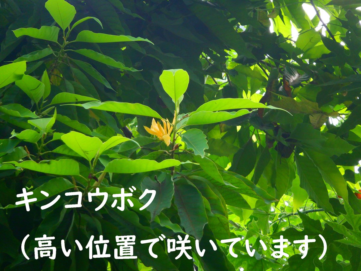 温室でキンコウボク(金厚朴)とギンコウボク(銀厚木)が開花中。中国南部