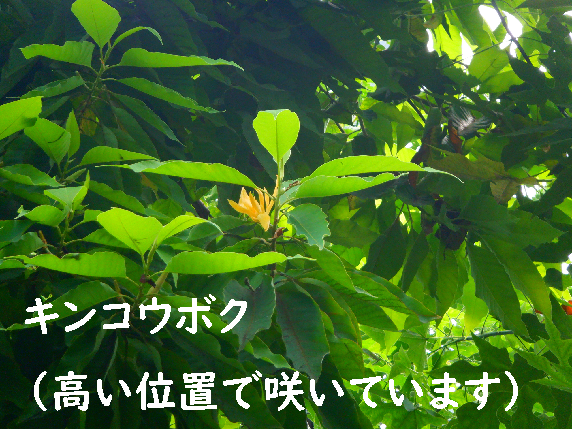新宿御苑 自然情報 on X: 