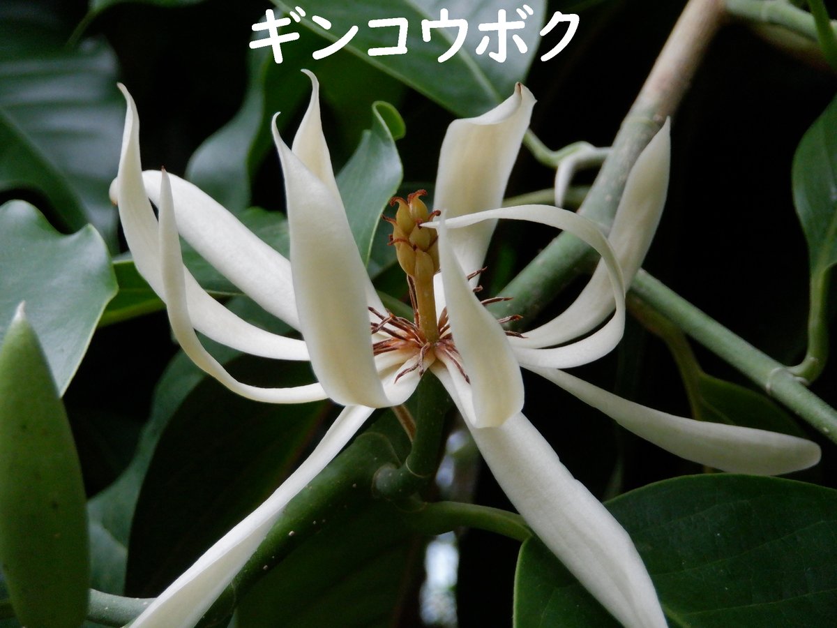 温室でキンコウボク(金厚朴)とギンコウボク(銀厚木)が開花中。中国南部