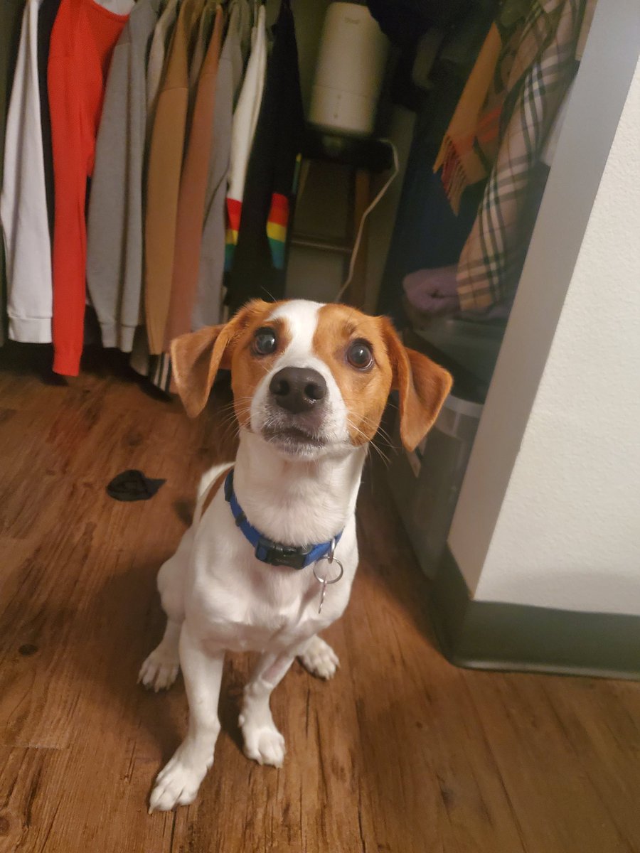 duchessrebecca's tweet photo. When you try to explain to Freddiedog that you have a Bitchin Camero #wutt https://t.co/znZTQJM8Ne