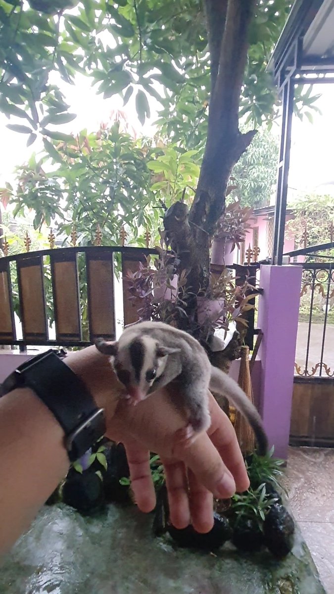 glidersugar_'s tweet photo. Open adopt , 
Classic greey jantan 
Dari Indukan leucistic https://t.co/uhq8hU9Tjk