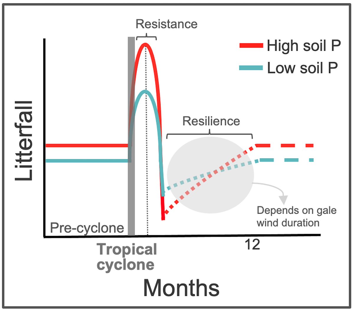 Beyond excited to see 2+ years worth of looking for needles in a haystack finally out in <a href="/GlobalChangeBio/">Global Change Biology</a>! I much appreciate the best possible support I received from <a href="/NGEETropics/">NGEE-Tropics</a> <a href="/AnthonyPWalker/">Anthony Walker</a> <a href="/JesterKZ/">Jess K. Zimmerman🌻</a> <a href="/billmcdowell07/">William H. McDowell</a> @lancashire93 Lara Kueppers. Here: doi.org/10.1111/gcb.16…