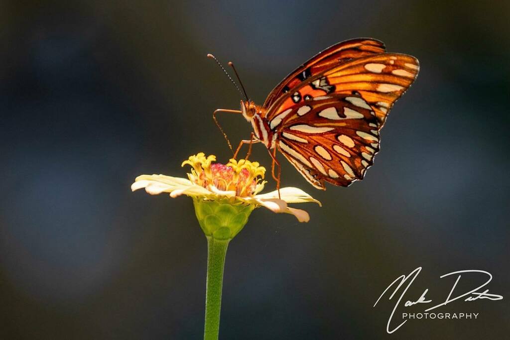 skyhawkheavy's tweet photo. Oh how I’ve missed doing nature photography.  Here are a couple of pics of a Gulf Fritillary butterfly (1st) and a Common Buckeye (2nd). 
#lifeinfocus #markdentonphotography https://t.co/CXsWNS3nfY https://t.co/j2T0DxKzwM