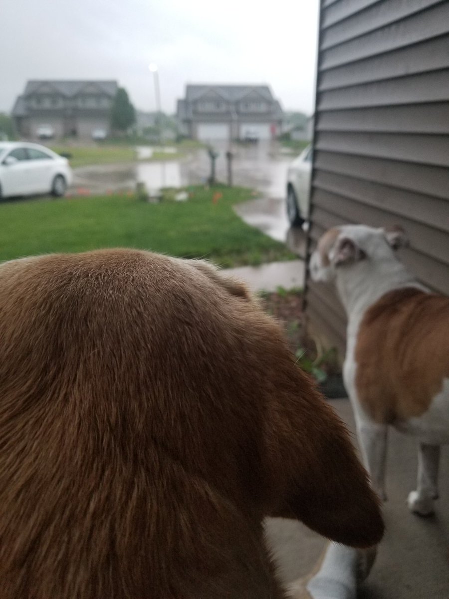 SuperTimG132's tweet photo. When you get an emergency alert on your phone for a tornado warning and to take cover and you get all excited so you go sit out front with your @DogsOfTurf and then it just rains........ 🙄🙄🙄 #majorletdown https://t.co/YVWANIPSOQ
