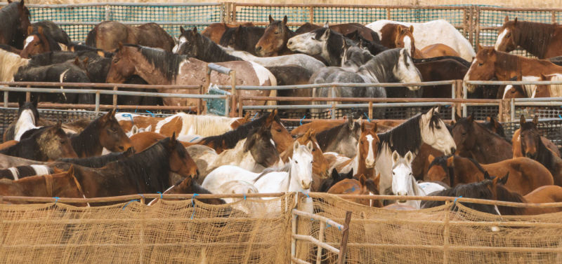 Bill to Stop Horse Slaughter

Watch the House Committee on Energy and Commerce discuss H.R. 3355, the 'Save America's Forgotten Equines Act of 2021' or the 'SAFE Act of 2021' tomorrow at 12 ET / 9 PT here:

energycommerce.house.gov/committee-acti…

#HR3355 #SAFEAct #Yes2SAFE #BanHorseSlaughter