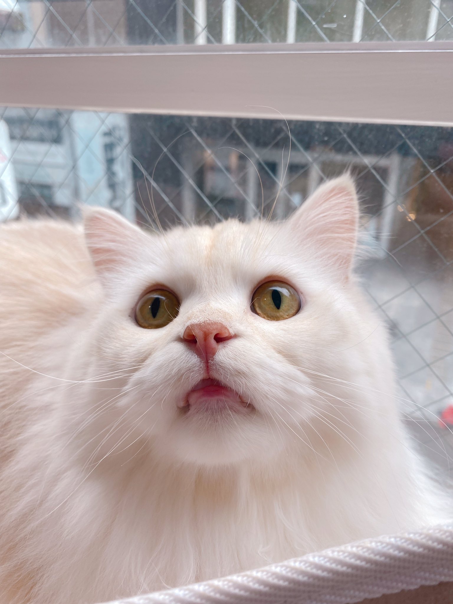 猫カフェmeow ミャオ 大名天神福岡 おはようございます 猫カフェmeowオープンしました ロイくんお口あいてる 新メンバー ジェネッタの女の子 名前投票開催中 本日も大名で 皆さまのご来店をお待ちしております 猫カフェmeow 11 00 21 00