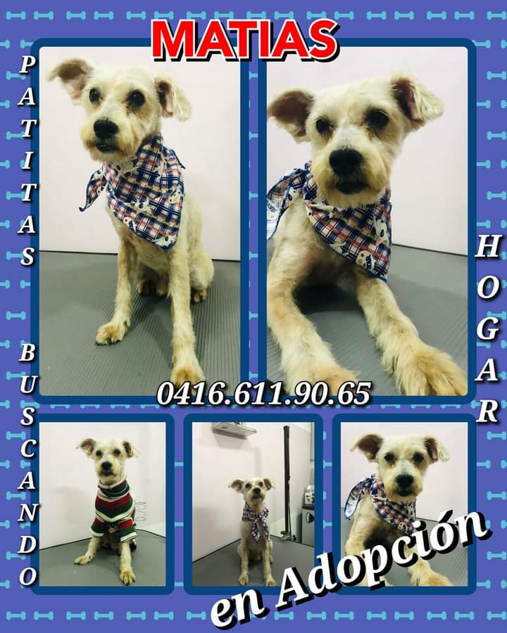 Matías en adopción #adopta #Matias #adoptaunperro #Caracas #PatitasBuscandoHogar