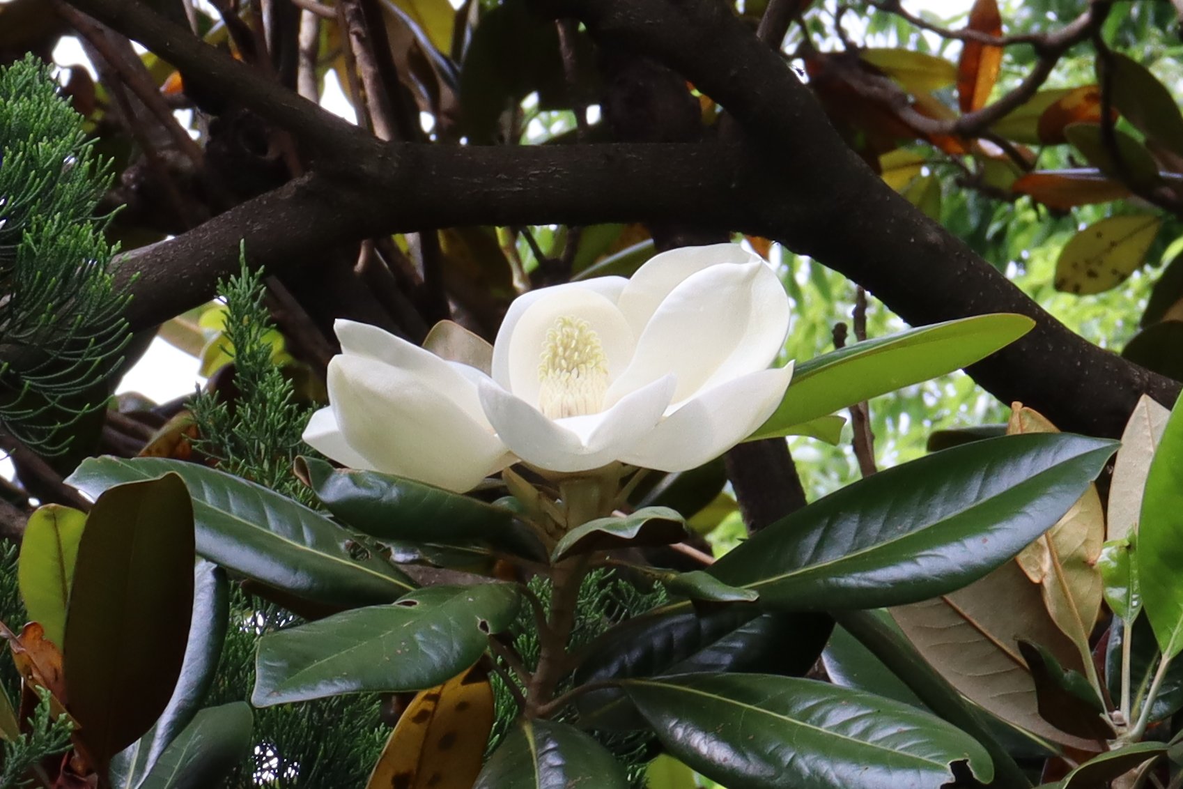 神代植物公園 ニュース ぼたん しゃくやく園のタイサンボクが咲いています 高い位置に花をつけています マグノリア園の タイサンボク は 下の方に花をつけることがあるので 間近で花を観察することができます 泰山木 Magnoliagrandiflora
