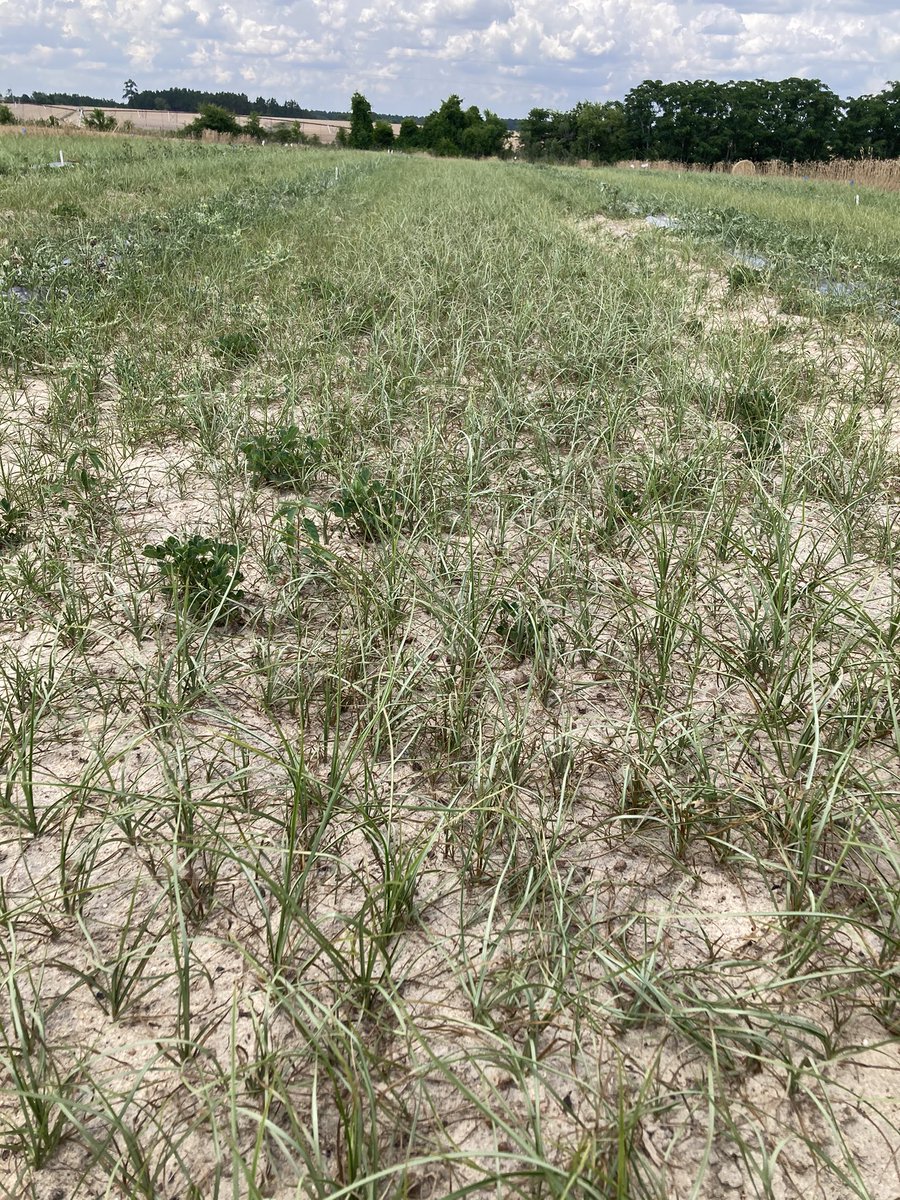 cook_ag's tweet photo. Hope it rains here. https://t.co/c7TptgIXIN