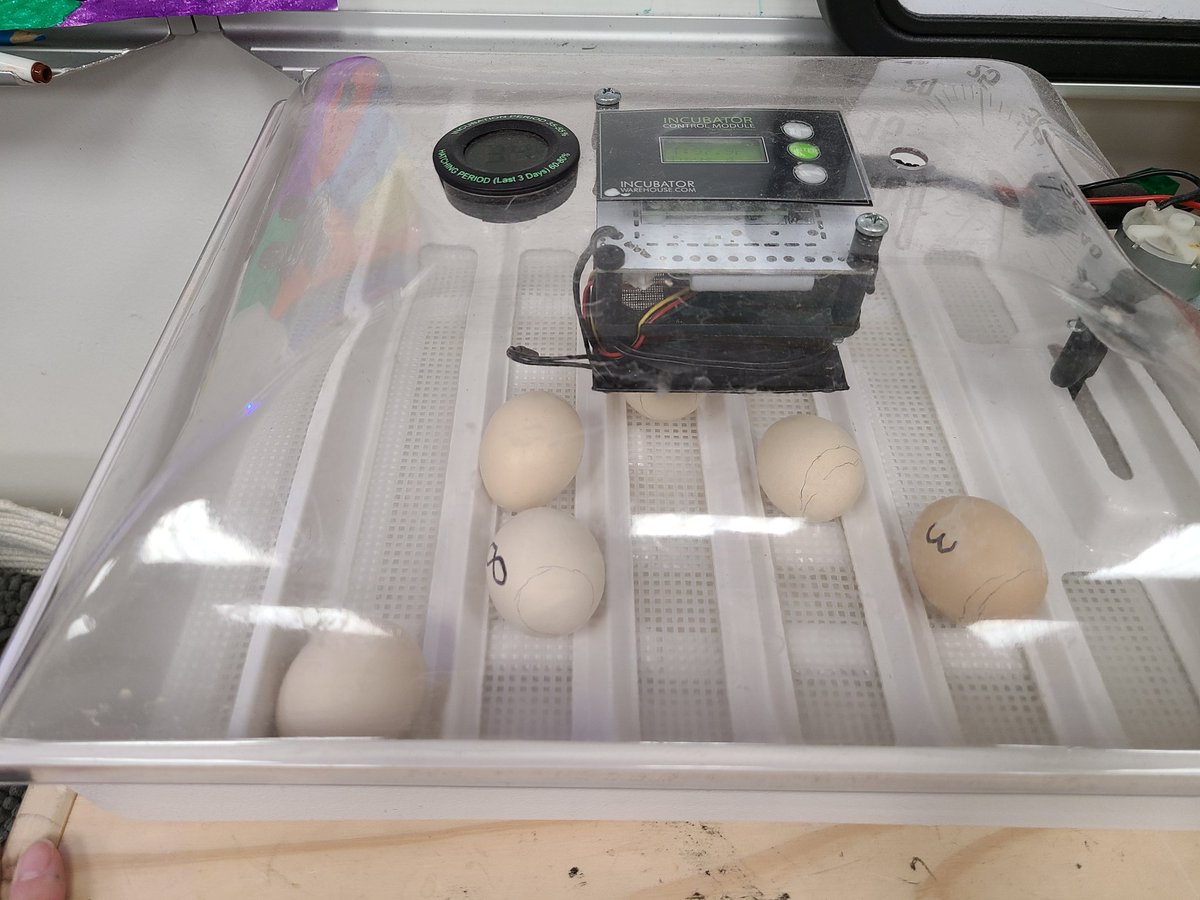 travelandteach8's tweet photo. It's always an egg-citing time in Grade 2! It's been so awesome to watch these cuties grow over the week!🐣#neshsd #hsdlearns https://t.co/FnIsoh0Hgk
