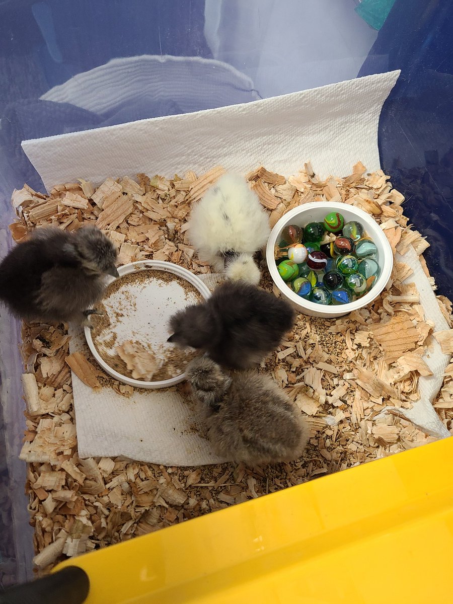 travelandteach8's tweet photo. It's always an egg-citing time in Grade 2! It's been so awesome to watch these cuties grow over the week!🐣#neshsd #hsdlearns https://t.co/FnIsoh0Hgk