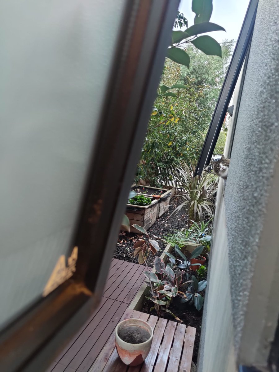Sascade's tweet photo. See me inspecting my newly acquired province? My Kingdom is expanding! #CatsOfTwitter #cats #CatsOnTwitter #catsofinstagram https://t.co/6tWzDCMUbd