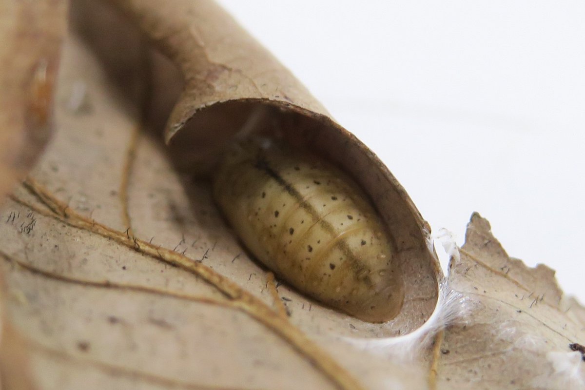 先日テラリウムで発見したムラサキシジミの幼虫が蛹になりました 枯れ葉を綴って 上手に隠れて蛹になっています 無事に成虫になる 22 05 26 東区の動植物園 水族館 広島市森林公園こんちゅう館 まいにちを豊かに りっち
