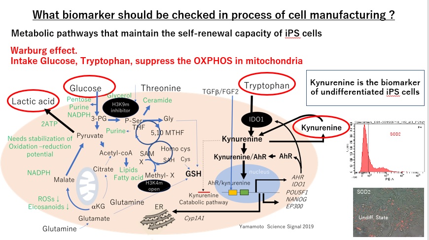 KawamataShin's tweet photo. For managing process, we need to define the appropriate parameter to monitor a quality of cells in process for recording. Regarding to expansion culture of iPS cells maintained self renewal potential, we'd like to propose to check Kynurenine. 
https://t.co/RR1rfjT0dC https://t.co/4Iz1LNJldk