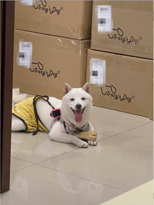 Tracy's internal monolog: I am ready to ship those boxes toys 😈😈 https://t.co/6deTRV2mza<a href="/tag/sex"class="tags"><span>#sex</span></a><a href="/tag/pillowtalk"class="tags"><span>#pillowtalk</span></a><a href="/tag/sextoy"class="tags"><span>#sextoy</span></a><a href="/tag/afterdark"class="tags"><span>#afterdark</span></a><a href="/tag/sexualwellness"class="tags"><span>#sexualwellness</span></a>