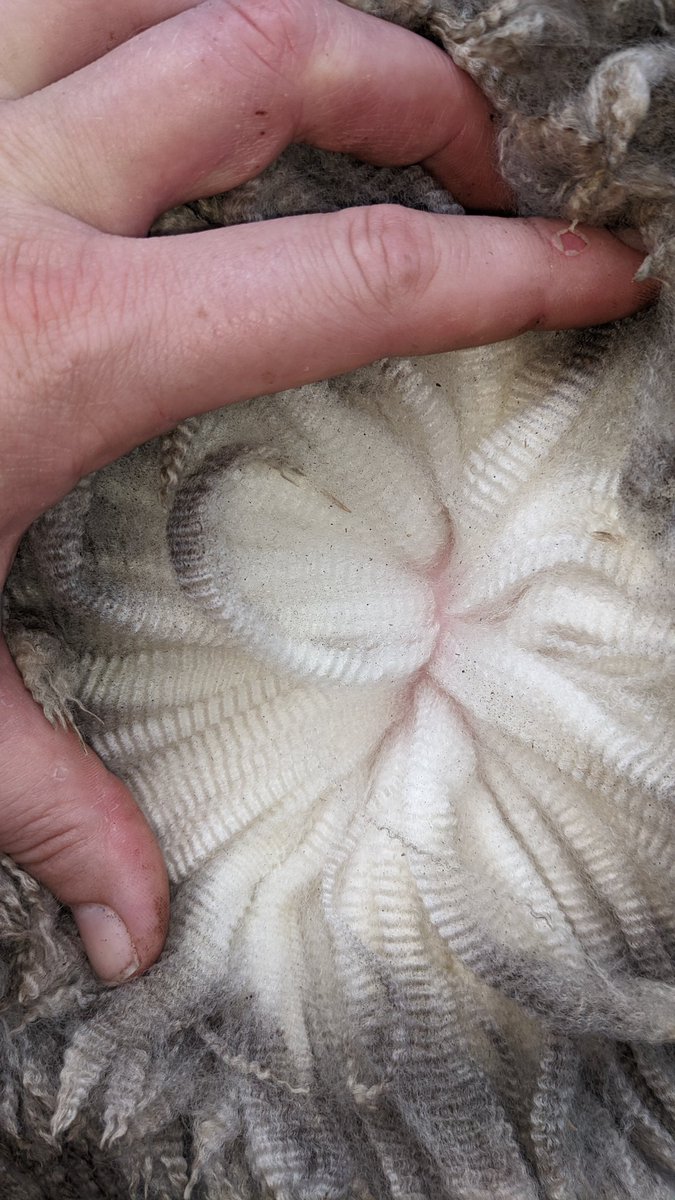 deep_dene_KI's tweet photo. We're going to play, whose your Mum, with our Nucleus lambs this year.
 
#TSU #pedigreesheep #sheepgenetics #MerinoSA #MERINOSELECT #lambspamtocome #BreedElitesoftwareforthewin 

Samples on their way to Neogen Australasia - Genomics &amp; Animal Safety 

#toopregnanttocatchlambs https://t.co/3sH99ENoEz