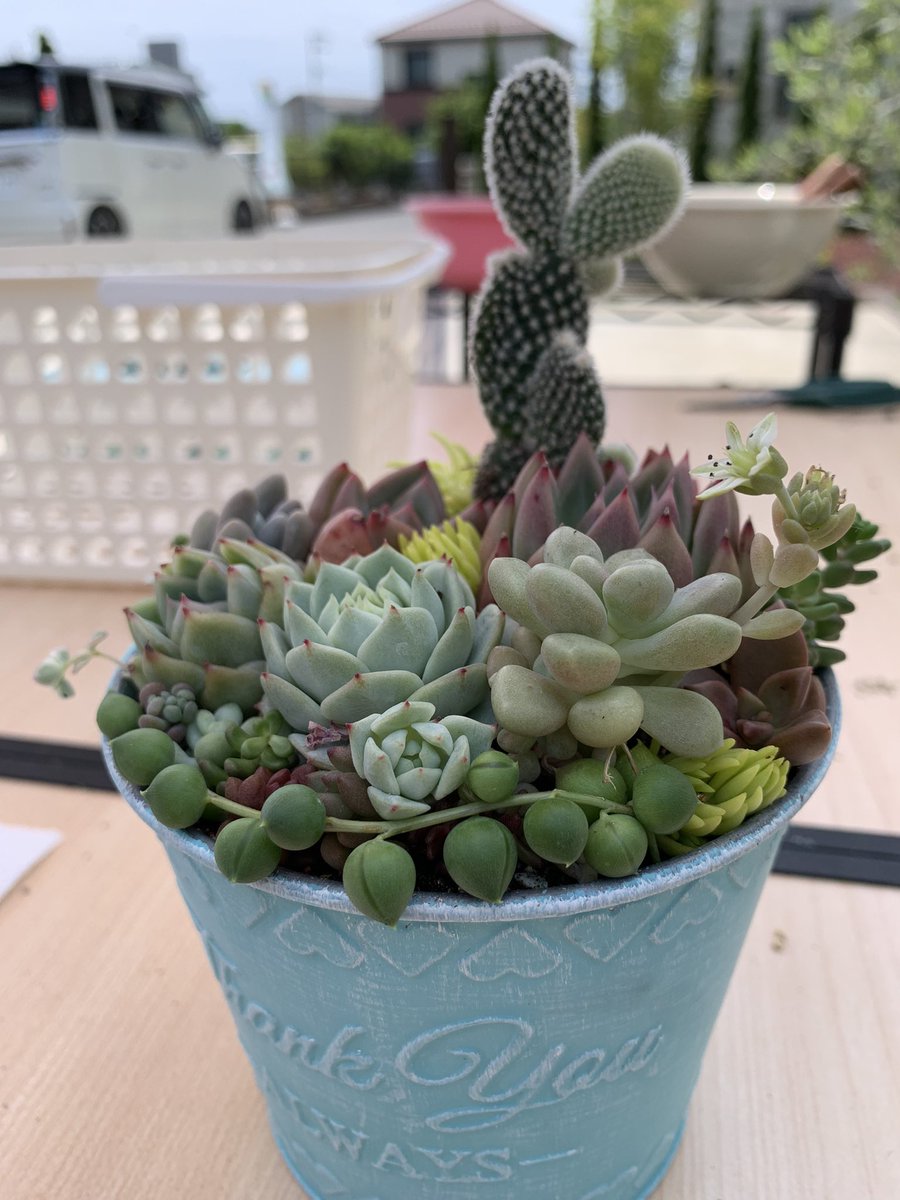 多肉植物寄せ植え♡♡仲良し小鳥さんみんなでお出かけ❤ 多肉植物の鳥かごよせ♪】 Handmade やDIY、植物あそびが好きです