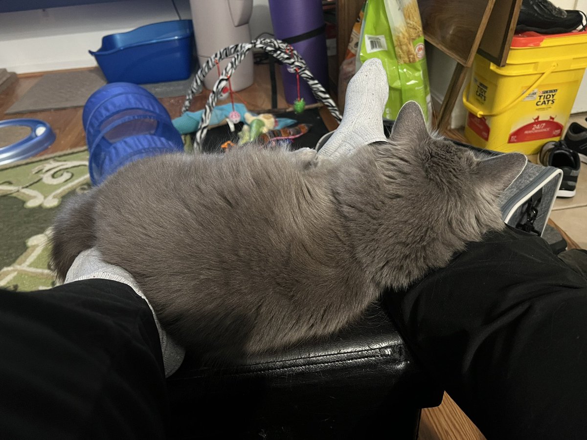 RivaJRiley's tweet photo. I just watched Blue struggle to decide whether to attack my foot or lick his own butthole and butthole won out by a hair. He rewarded himself with a nap #cats https://t.co/k1WX9gUE2V
