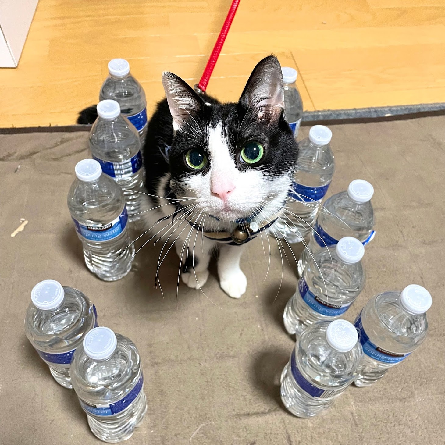 ねこぶちょう ネコ下僕 昔に 猫よけ水 ってはやったけど アレ絶対に嘘よね 水に囲まれて何それ 状態のうちの猫 T Co Shugr74fyd Twitter