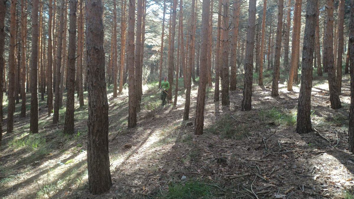Nuestro equipo se entrena para estar en forma para el #verano. <a href="/CuestaBachiller/">Javier Cuesta</a> e <a href="/ipinabarro/">Isaac Fdez</a> hoy señalando madera por la montaña palentina.
#señalamiento #gestiónforestal
#madera
#aprovechamiento
#montañapalentina