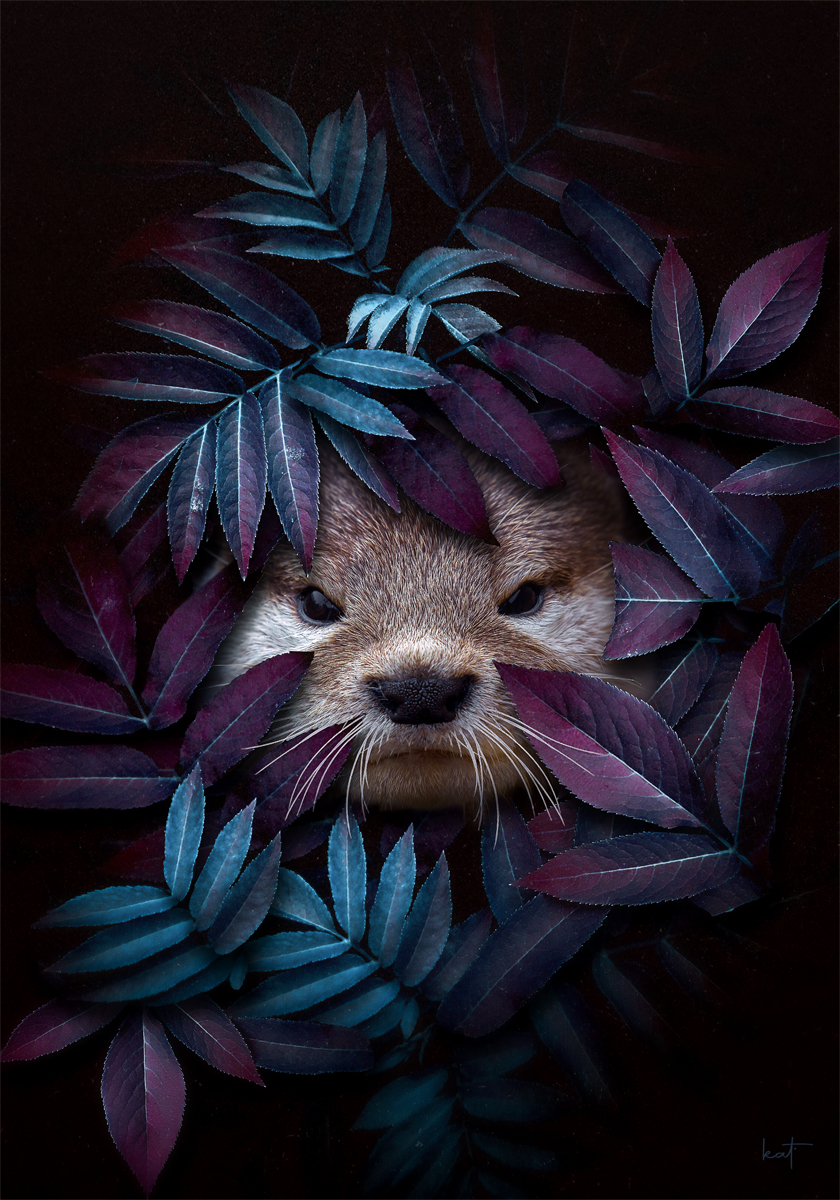 Happy day everyone!

→ Cheeky Small-clawed Otter