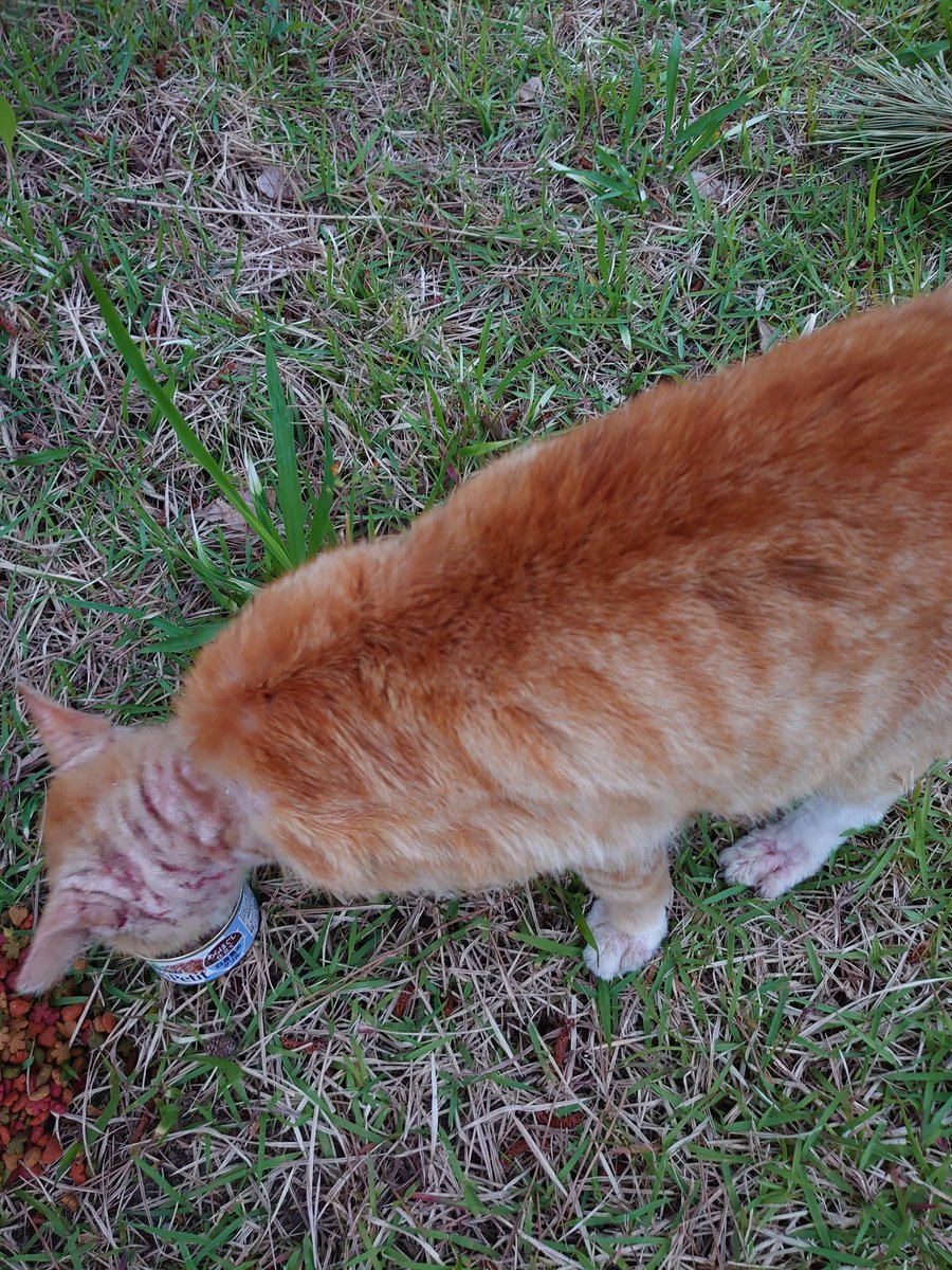 maxmamii's tweet photo. @Spaykitaq はじめまして
近所に同じような症状の野良猫がいます。以前は毛並みもよく堂々としていました。
今はみる影もありません。助けたいけど先住猫2匹(保護猫)と先住犬10匹いるので保護も出来ません。薬で治りますか？ https://t.co/B68jPl0FZF