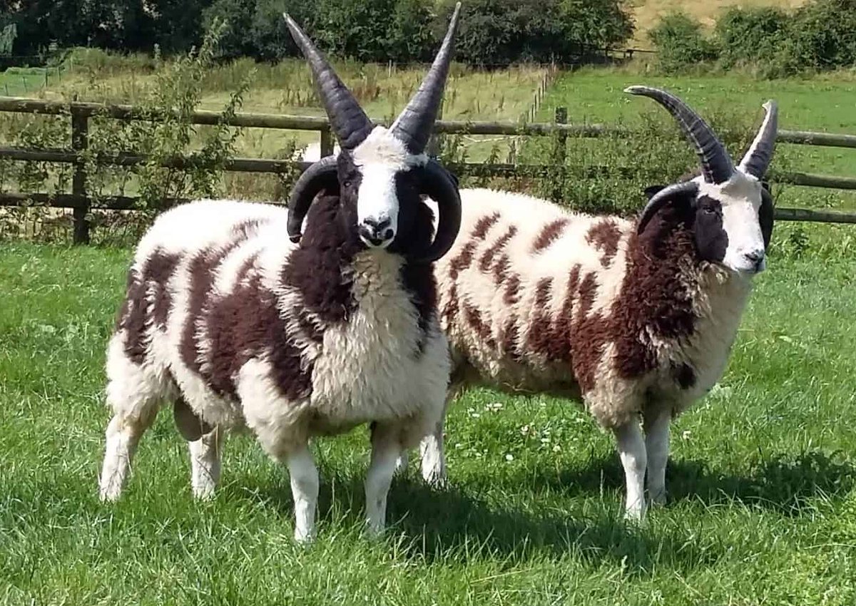 findonsheepfair's tweet photo. Sheep of the Week: Jacobs. A regular visitor to the Sheep Fair, the Jacob is a real cracker. Believed to have its origins in the Middle East, this breed are known for being 'polycerate' or multi-horned, most commonly with four horns. Look out for them at this year's Sheep Fair. https://t.co/viggmflPdm