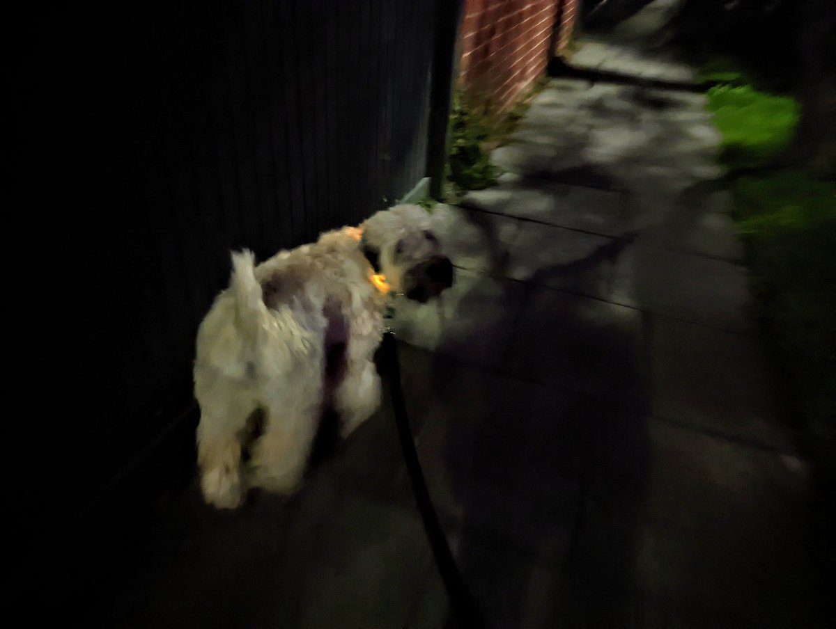 OberonWheaten's tweet photo. Friends - I miss the long days of summer. It isn't even winter yet! And we still have nearly a month before the days stay getting longer again.
#WinterBlues
#NotEvenWinterYet https://t.co/6Of6QMBBH2