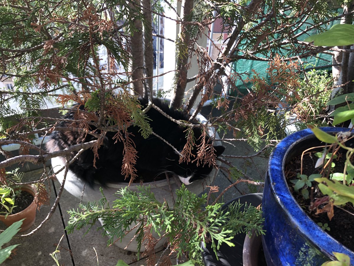 ChatMiles's tweet image. Je suis un sapin 🌲