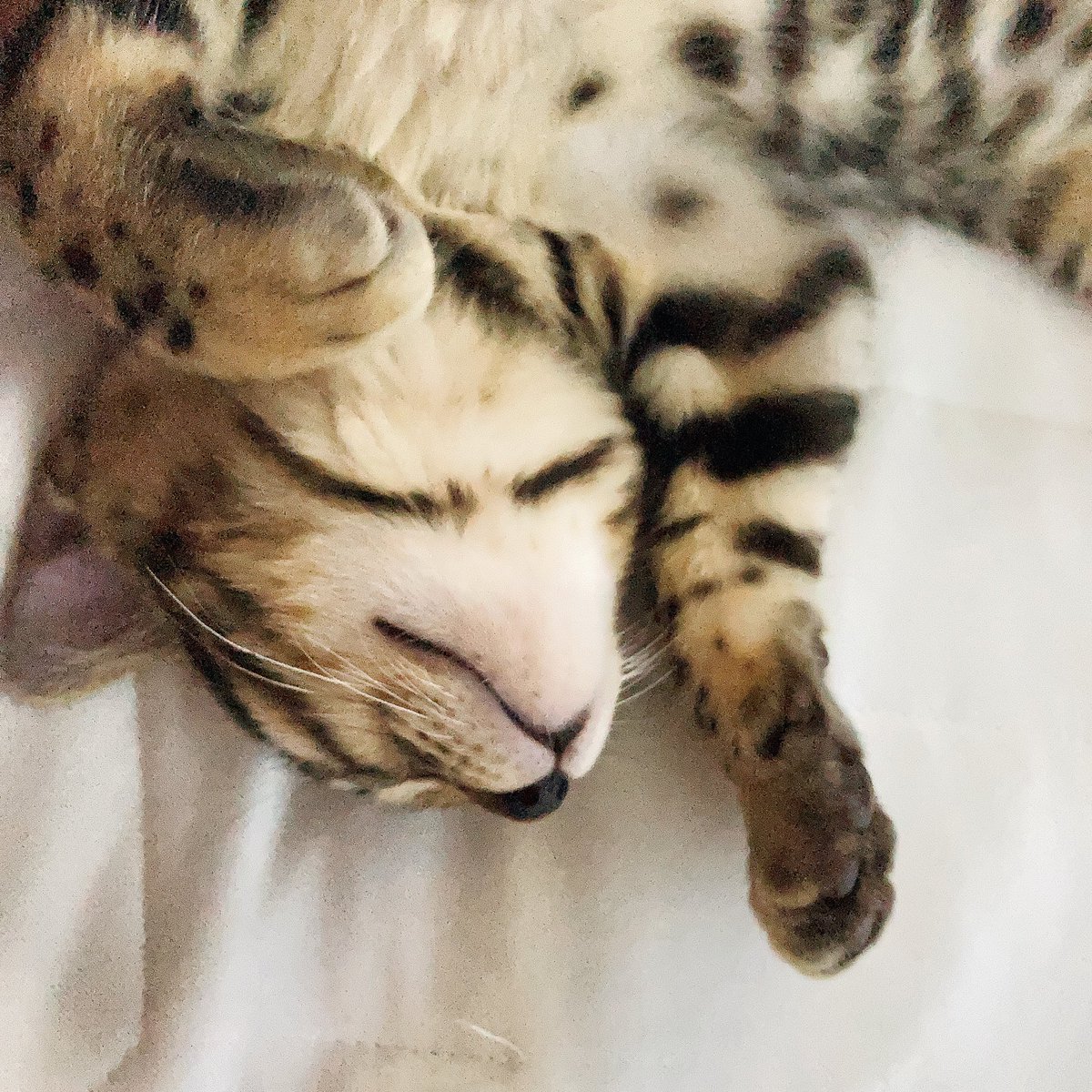 얘가 자꾸 트름해서 집에 사료 비린내 진동함. 어우...