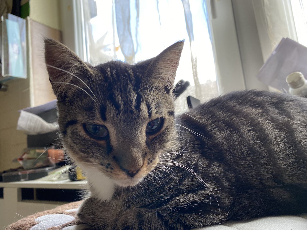 „ICH räume keine Fensterbänke ab beim Fliegenfangen… 
ICH würde das nicht tun!
Nie!“

Eddi von den #nordstadtkatzen