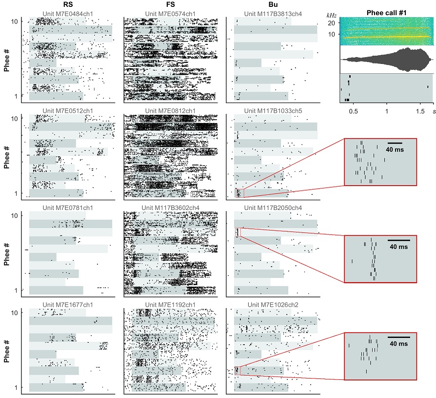 PLOSBiology's tweet image. Neurons in #AuditoryCortex show v diverse responses to sounds. @Xiao_Ping_Liu &amp;amp; @xiaoqinwang suggest that neuronal type (from baseline firing) accounts for much of this diversity, with a subpop specialized for precise temporal encoding #PLOSBiology plos.io/38nmHvo