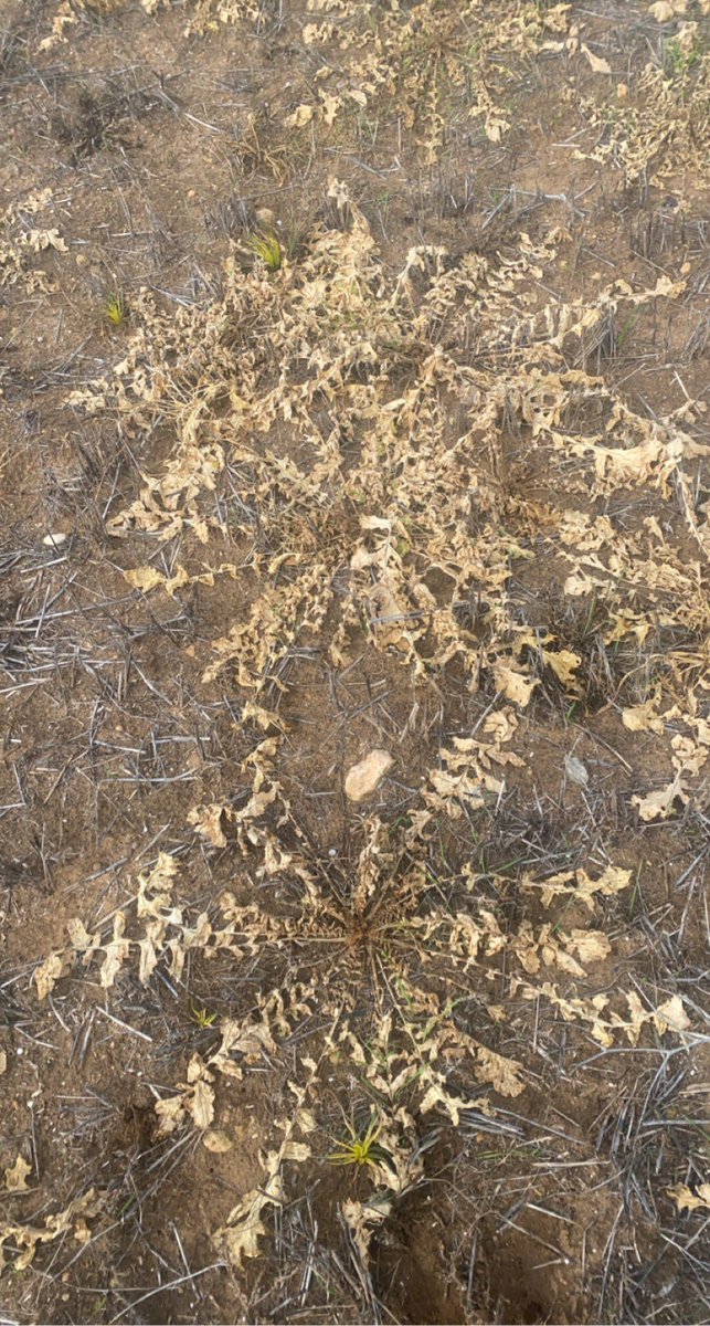 Terrador spike with gly, 5 and 14DAA on monster turnip <a href="/NufarmAustralia/">Nufarm Australia</a> <a href="/stevemanning75/">Steve Manning</a>