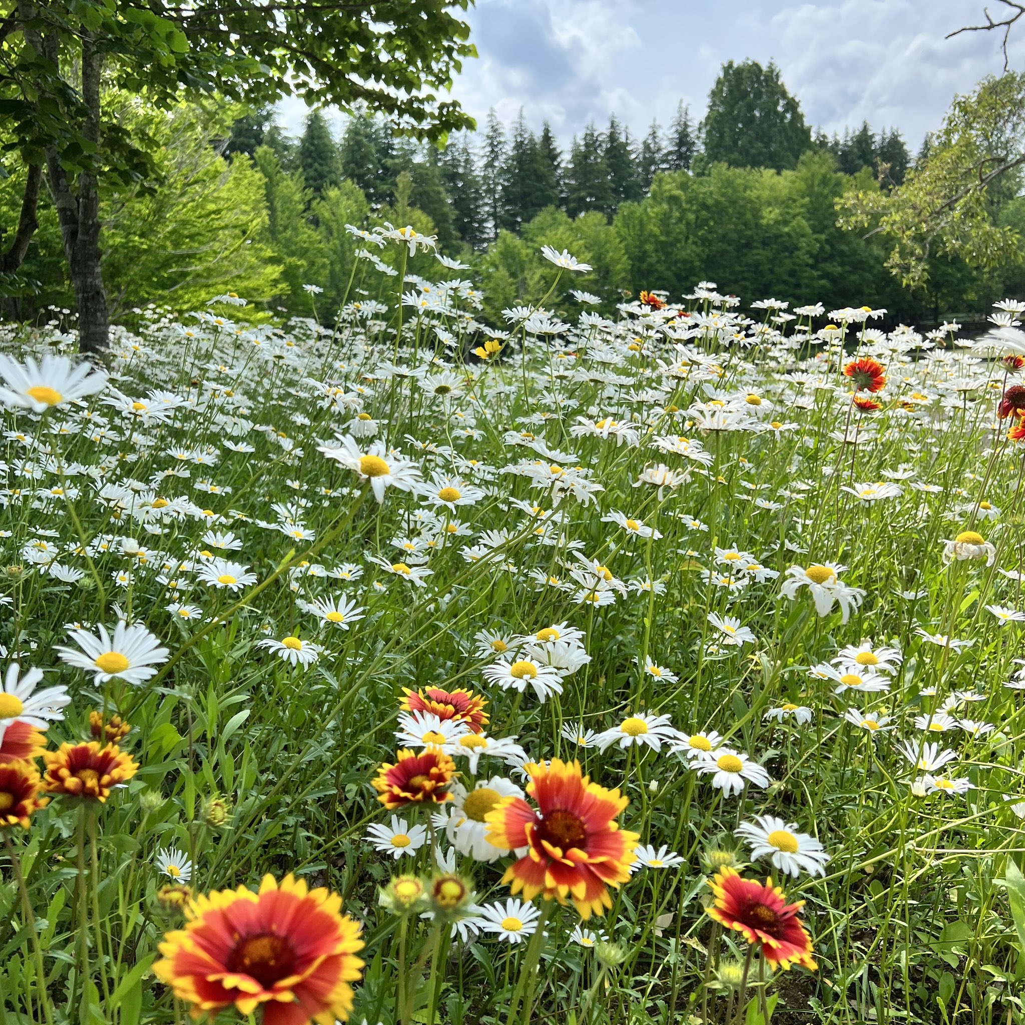 水戸市植物公園 青空の下シャスターデージーとガイラルディアが風に揺れます 水戸市植物公園 でちょっと肩の力を抜いて一息つきませんか T Co J3hq7erywu Twitter