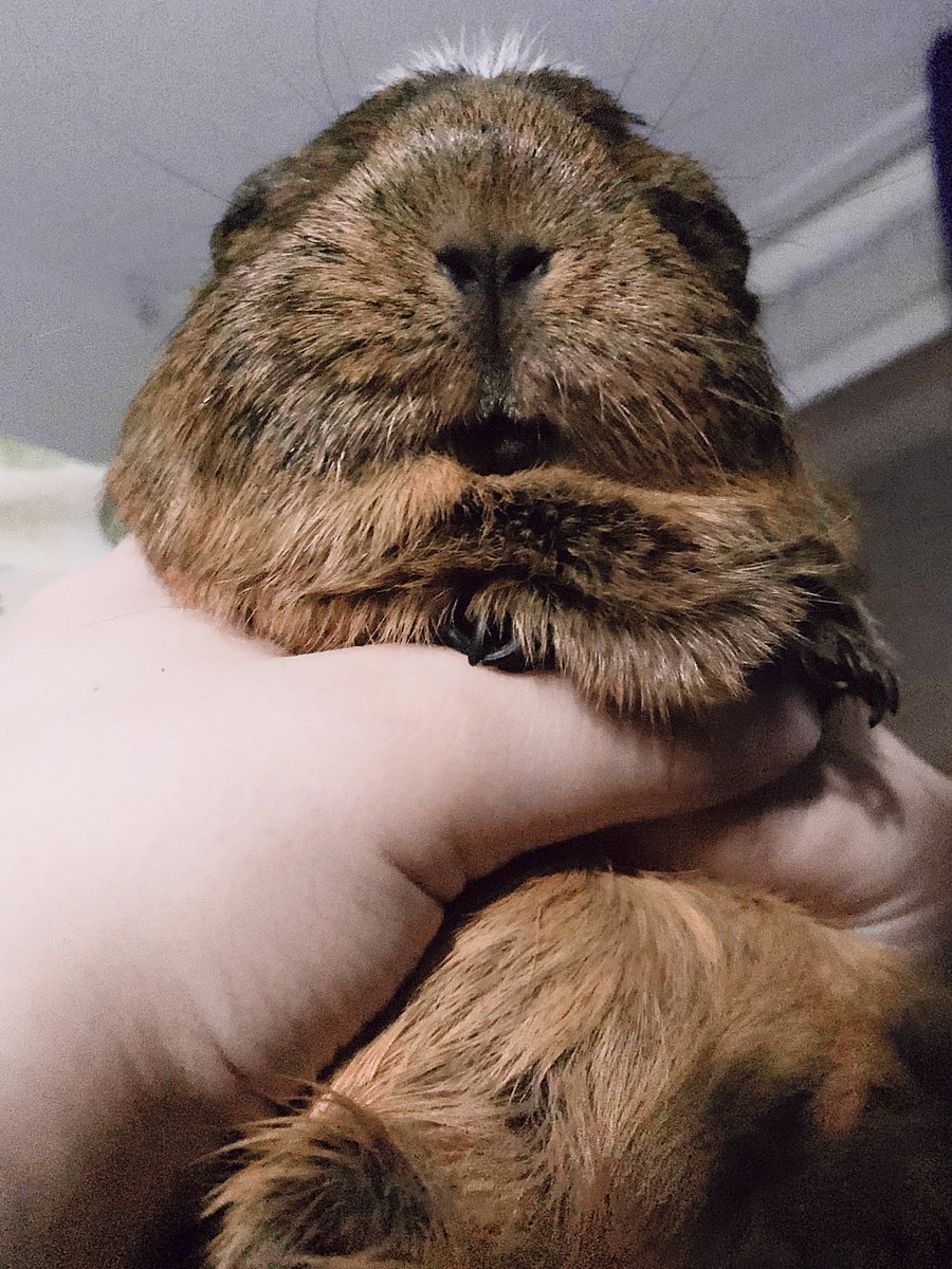 bezdomnayart's tweet photo. Real Crypto Pig 😂

It’s my guinea pig Bulochka - Bun in English 🥰

#guineapig #NFTCommunity #NFTfamily https://t.co/kKv9JJiJ42