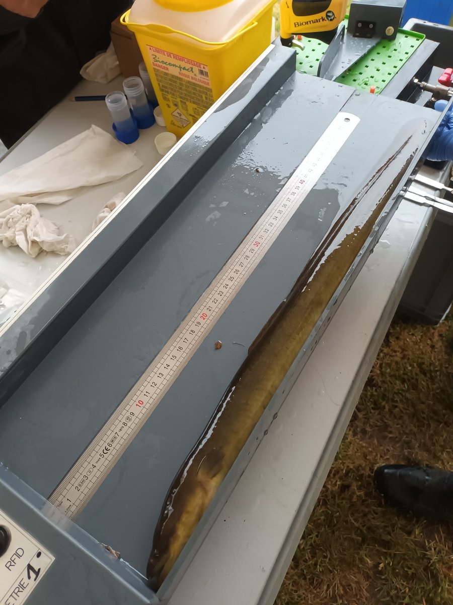 madsgberry's tweet photo. Caught some big 'ol eels in beautiful Rennes, France https://t.co/qeENsrzy5y