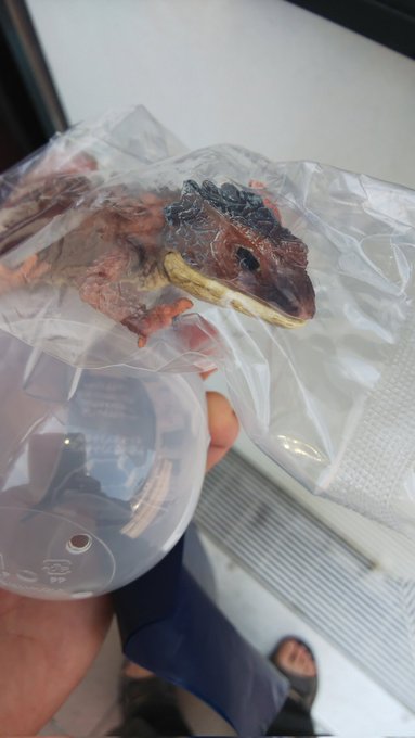 うぉすんごぉい…
尻尾取り付ければ完成だけど各関節も胴体もグニグニ動く…
お口も開閉できてプリティーな舌が覗けるぜ 