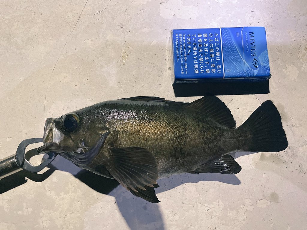 Saboten 三重県の神島に初めて行ってきましたー 釣果 メバル8匹 cm 29cm ハゼ3匹 フグ1匹推定30cmオーバーetc でかいのと死にかけのメバルだけ持ち帰った 釣り メバル 神島 T Co T08w7rr6ny Twitter