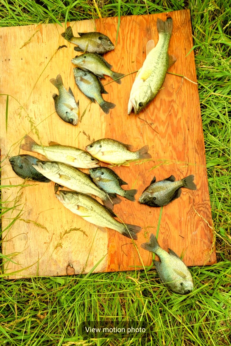 TimGCarterSEEK's tweet photo. Good #fishing today. :) #Slamism #outdoors #pond #bass #bream #redbreast #shellcracker @DwayneMcguire3 @WesleyWalters22 ๐ #NorthCarolina https://t.co/fIt3jVHemi