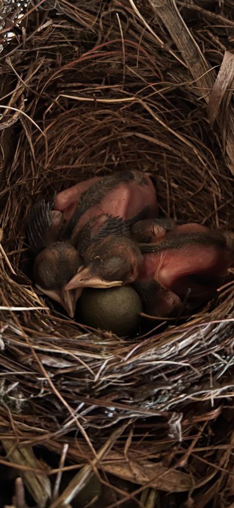 Welcome to our chicks <a href="/BBCSpringwatch/">BBC Springwatch</a> #birdwatch