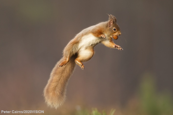 WildlifeTrusts's tweet photo. The Wildlife Trusts are always looking for dedicated, enthusiastic, and passionate individuals to join our team. If this sounds like you, check out our vacancies below 👇 https://t.co/tlaGQHGsXX https://t.co/ucxWSrphU3