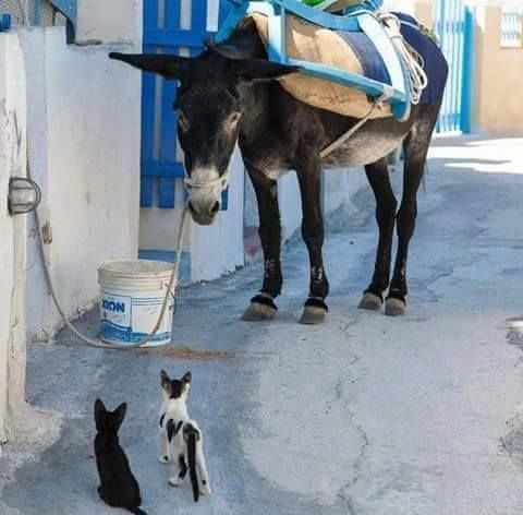 Hey donkey have you seen shrek? 😂 ♥

#cats #CatsOfTwitter#CatsOnTwitter