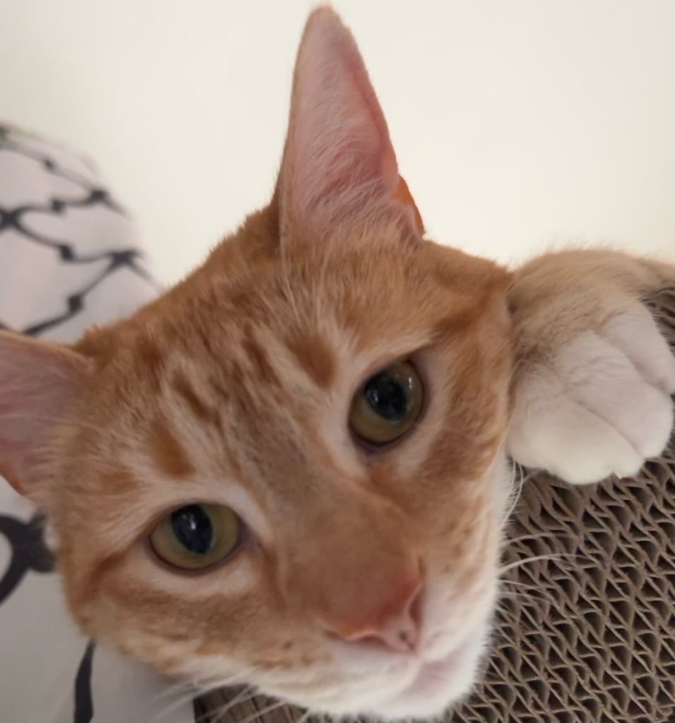 JortsTheCat's tweet image. Check in on doom scrolling... Are you bearing witness, or are you just cramming more pain in on top of the pain you haven’t processed?