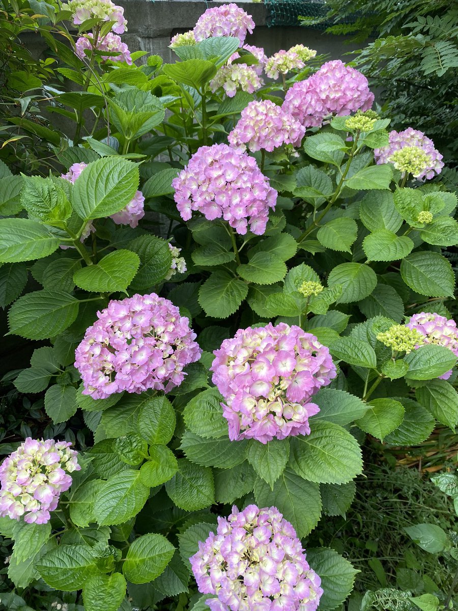 Mikacchi73's tweet photo. 1週間で、こんなに色付きました✨

#紫陽花
#あじさい
#色付きシリーズ https://t.co/fzagKUTA8X