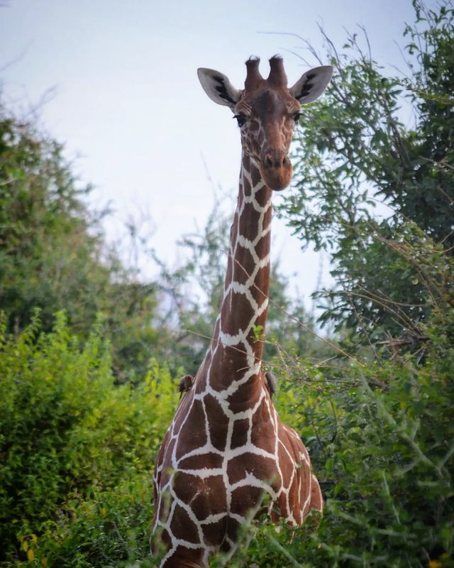 AardowolfA's tweet photo. Samburu National Reserve is Known as the most popular reserve in northern Kenya and it offers good wildlife view, and most big safari animals are easily spotted.

#Samburunationalreserve #Kenya #Kenyawildlife #Travelwildlife #Wildlifeconservationa #Aardwolfafricasafaris https://t.co/OisU6fXYrI